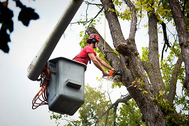 Best Commercial Tree Services  in Lincoln Park, MI